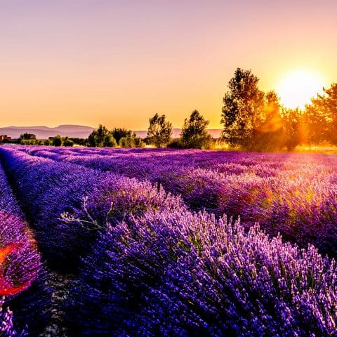 lavender meadow