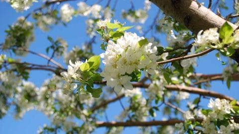 tree blooming with flowers and blue sky