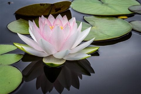 lotus flower floating in pond