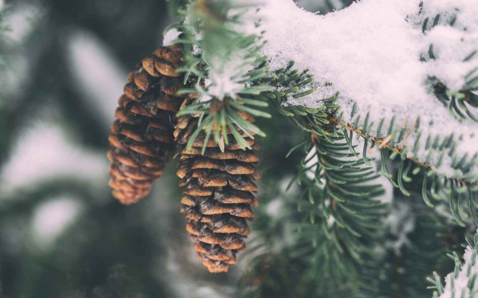 pine cones in tree with snow