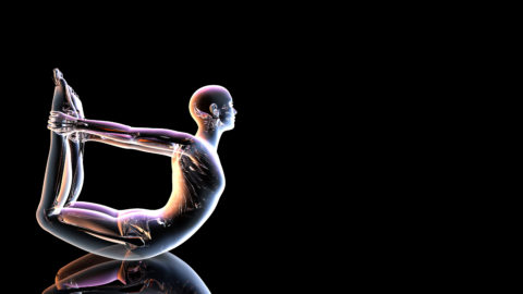 yoga anatomy graphic
