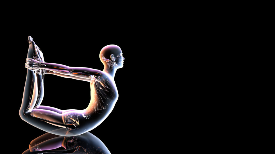 yoga anatomy graphic
