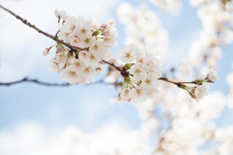white flowers on a tree branch in front of a blue sky